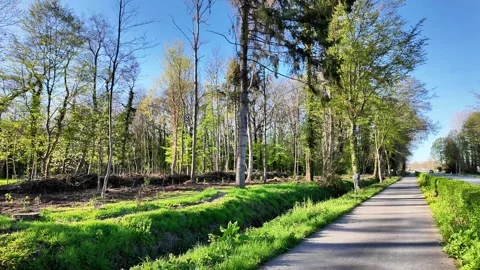 Scenic paved path running along a forest edge in the countryside. Vídeos de archivo 333202589