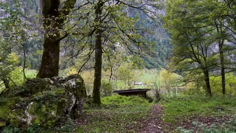 Scenic peaceful path through the green forest Stock Footage 340486371