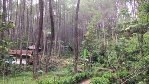 Scenic Pine Forest Landscape with Small Cabin and Lush Vegetation Видео 346545621
