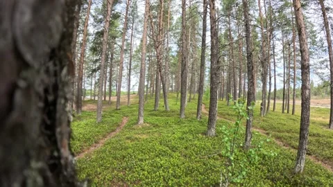 Scenic pine forest path with green blueberry bushes in Lapland Finland Vidéo 340960128