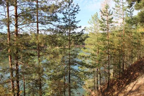 Scenic pine forest on a slope overlooking a hidden lake Stock Photos