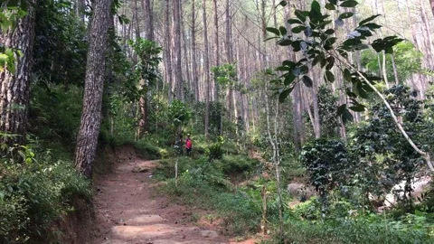 Scenic Pine Forest Trail Through Lush Mountain Vegetation Stock-Footage 346116652