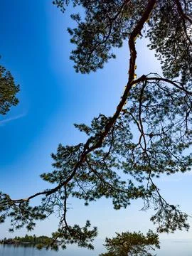 Scenic Pine Tree Branches Overlooking a Tranquil Lake Stock Photos