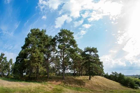 Scenic pine trees on hill with clouds in the sky Fotos Stock