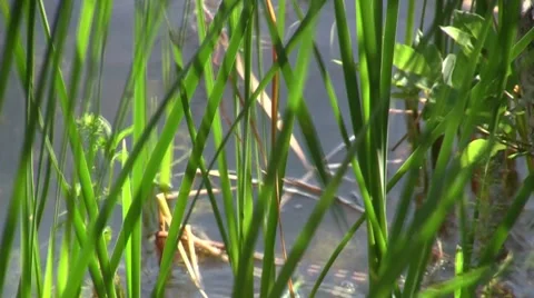Scenic Pond 01 Stock Footage 7751926