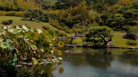 Scenic pond and garden in japan with lotus and stepping stones Stock Footage 341852453