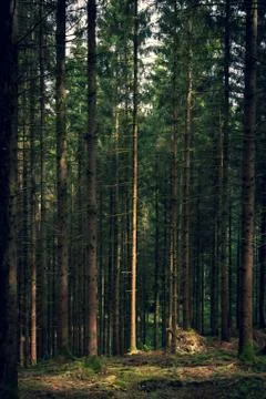 A scenic portrait of a pine tree in the woods which is the only one getting h Stock Photos