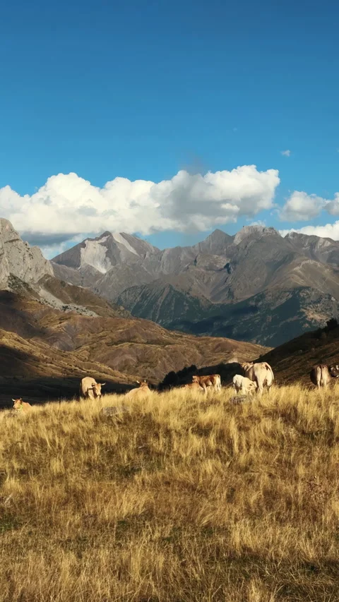 Scenic Pyrenees mountain landscape with cattle background Stock Footage 345169038