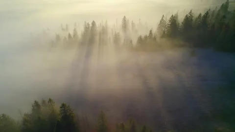 Scenic rays of the rising sun make their way through the morning fog and tree Stock Footage 163973309