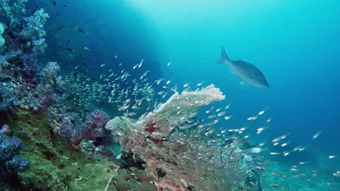 Scenic Reef with lots of fish of around Gorgonian Sea Fan, Richelieu Rock Stock Footage 295786848