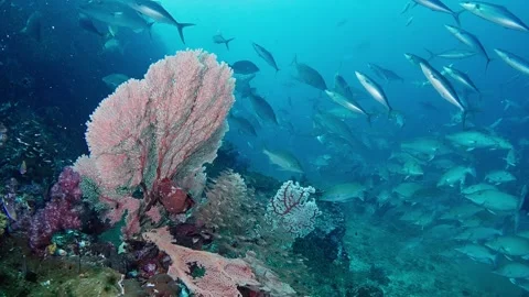 Scenic Reef with lots of fish of around Gorgonian Sea Fan, Richelieu Rock Stock Footage 295791023