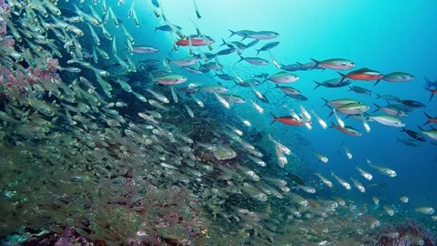 Scenic Reef with lots of fish of different species, Richelieu Rock, Thailand 60 Stock Footage 295786914