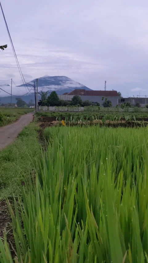 Scenic rice fields and distant mountains under soft early light Stock Footage 311132192