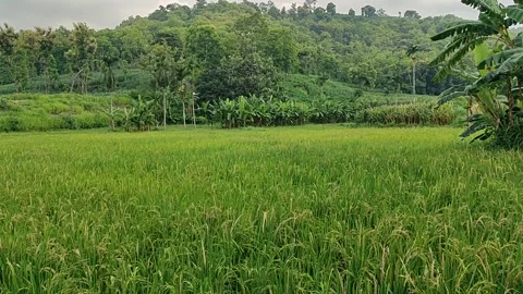 Scenic Rice Fields with a Small River and Banana Trees Video stock 298219700