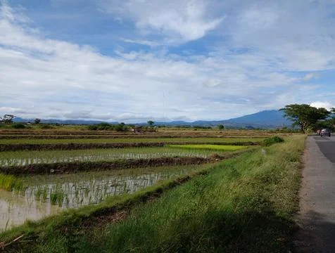 Scenic Rice Fields with a View of the Mountains Fotos de archivo