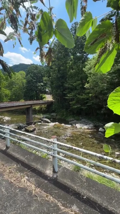 Scenic River Bridge and Lush Green Forest Valley Stock-Footage 341267817