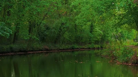Scenic river flowing along forest edge reflecting lush greenery on surface. Wild Stock Footage 328358552