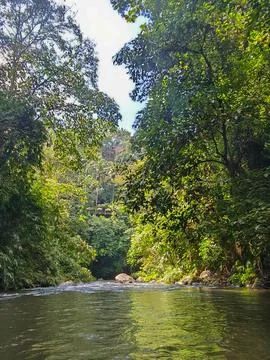 Scenic river flowing through a lush tropical rainforest jungle with green trees Stock Photos