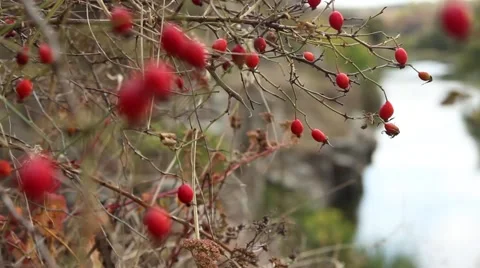 Scenic river Stock Footage 42178012