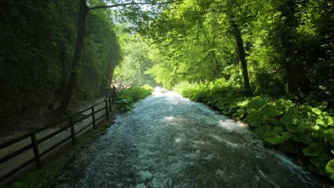 A scenic river with fresh spring water flowing through a green forest. Stock Footage 157656552