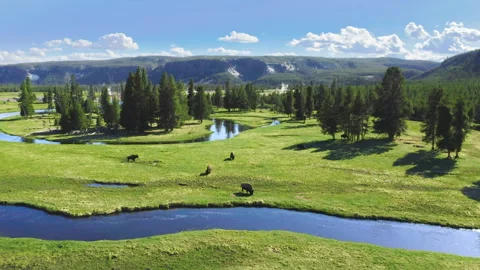 Scenic river landscape with wild bisons herd on green pasture, Aerial view 4K Video stock 240599593