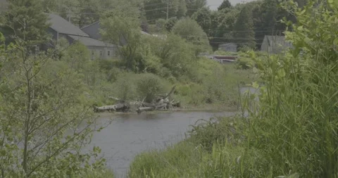 Scenic River Side View Stock Footage 311490111