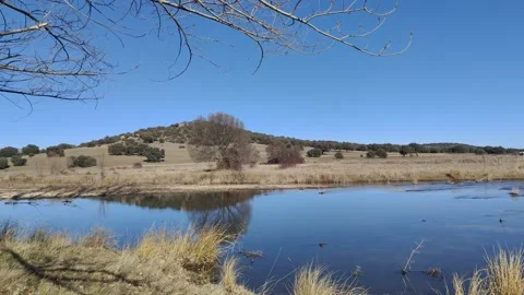Scenic riverbank lined with leafless trees in winter Stock Footage 340326308