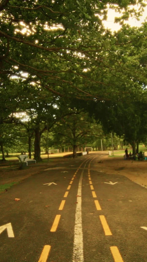 A scenic road flanked by trees features directional arrows, inviting adventure Stock Footage 319697741