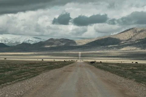 Scenic Road Passes Through Open Range with Cattle Stock Photos