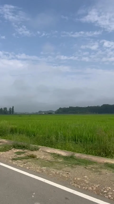 Scenic Road Through Green Paddy Fields in Pulwama, Kashmir Stock Footage 342434840