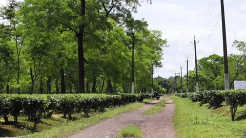 Scenic Road Through a Lush Tea Plantation Video stock 341676002