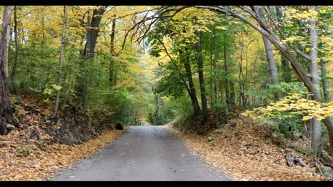 A scenic road with trees lined with beautiful autumn leaves in the fall season Stock Footage 219948392