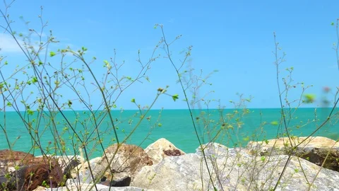 Scenic of rock beach with grass in front of the camera with clear blue sky Stock Footage 108290905