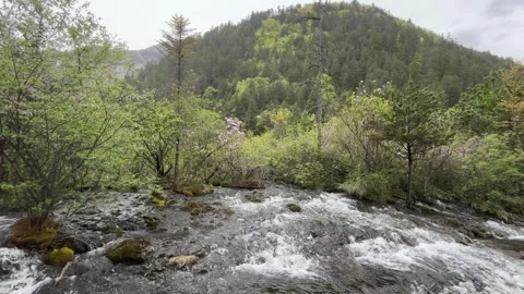 Scenic Rocky Stream Flowing Through Vibrant Green Forest in Jiuzhaigou Valley, Vídeos de archivo 336882650