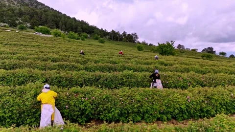 Scenic Rose Hillside Stock Footage 337877810