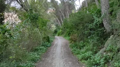 Scenic route through forest, first person view Stock-Footage 164651739