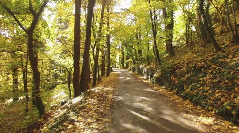 Scenic route through forest Stock Footage 58548183