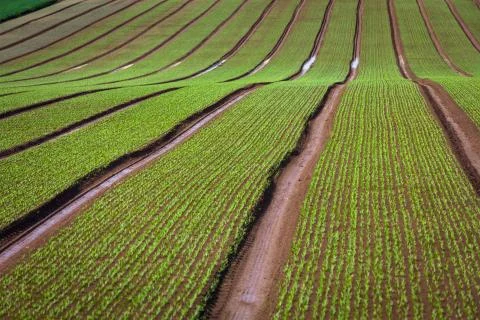 Scenic rows of young spinach Stock Photos