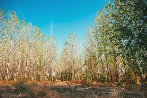 Scenic rural landscape featuring a path through poplar tree stands under a .. Fotos Stock