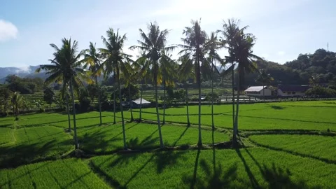 Scenic Rural Landscape with Rice Fields and Palm Trees Vídeo Stock 332553514
