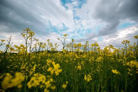 Scenic rural landscape with yellow rape, rapeseed or canola field. (Blooming  Stock Photos