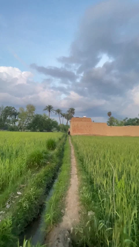 Scenic Rural Pathway Through Lush Green Agricultural Fields in Pakistan 스톡 동영상 343622809