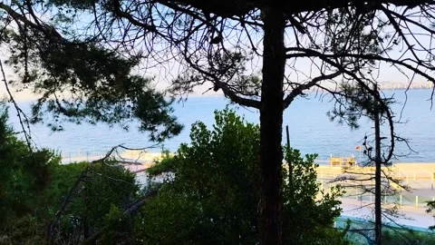 Scenic Sea View Through Pine Trees at Sunny Coastline Видео 332553304