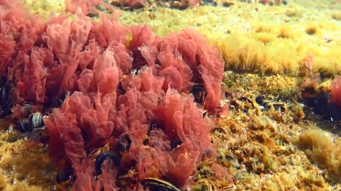 Scenic seabed landscape with swaying Red algae. Stock Footage