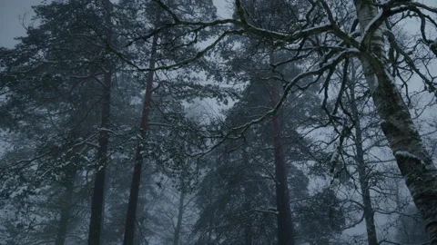 Scenic shot of trees in a forest that is covered with snow on a cold winter day Stock-Footage 331114977