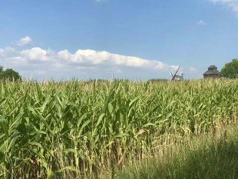 Scenic side view of green corn field with German rustic windmill background   Stock Photos