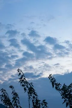 Scenic Sky View with Clouds and Silhouetted Plants Stock Photos