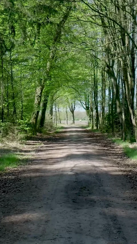 Scenic Slow Walk On Tranquil Forest Path In Sunny Springtime Видео 335476857