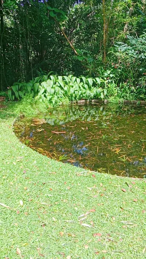 Scenic small pond and green lawn in a natural garden landscape Stock Footage 346273280