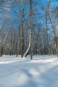 Scenic snow pathway beneath birches, Serene winter walk through snowy fores.. Stock Photos